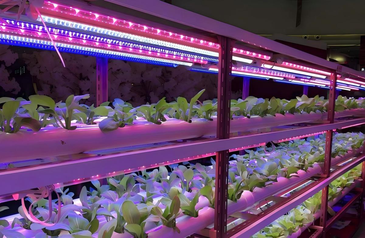 vertical farm vertical farm
